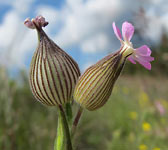 Silene conica