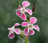 Silene gallica