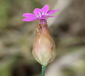 Petrorhagia velutina