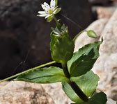 Stellaria neglecta