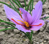 Crocus sativus