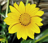 Gazania rigens