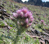 Carduus carlinoides