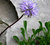 Globularia cordifolia