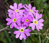 Primula farinosa