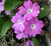 Primula hirsuta