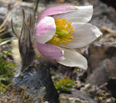 Pulsatilla vernalis