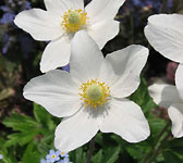 Anemone sylvestris