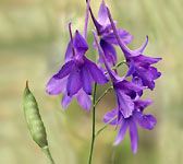 Delphinium consolida