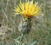 Centaurea collina