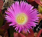 Carpobrotus edulis