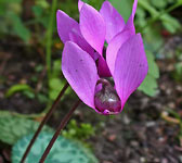 Cyclamen purpurascens