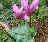 Cyclamen repandum