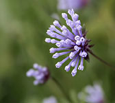 Asperula arvensis