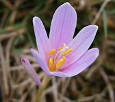 Colchicum alpinum