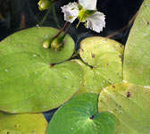 Alisma parnassifolium