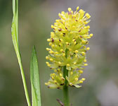 Tofieldia calyculata