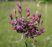 Allium scorodoprasum