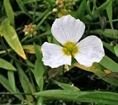 Alisma ranunculoides