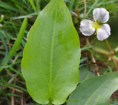 Alisma plantago-aquatica