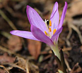 Colchicum bulbocodium (Bulb. vernum)