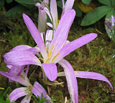 Colchicum montanum