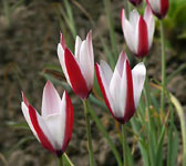 Tulipa clusiana