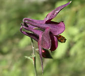 Aquilegia atrata