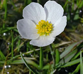 Ranunculus pyrenaeus