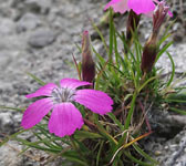 Dianthus pavonius