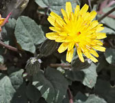 Crepis pygmaea