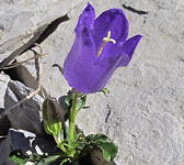 Campanula alpestris