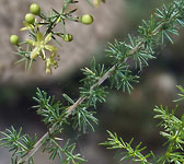 Asparagus acutifolius