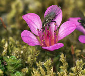 Saxifraga oppositifolia