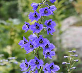 Delphinium elatum