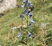 Delphinium montanum