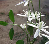 Clematis flammula