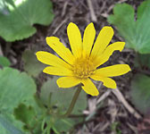 Anemone palmata