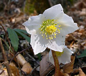 Helleborus niger