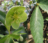 Helleborus lividus subsp. corsicus