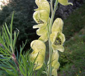 Aconitum anthora