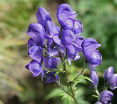 Aconitum variegatum