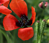 Papaver argemone