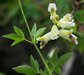 Corydalis claviculata