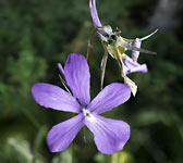 Viola cornuta