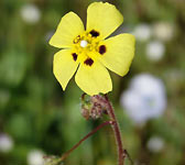 Helianthemum guttatum