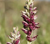 Anacamptis coriophora