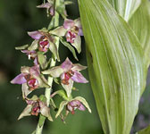 Epipactis helleborine