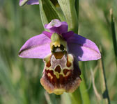 Ophrys fuciflora