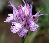 Neotinea tridentata